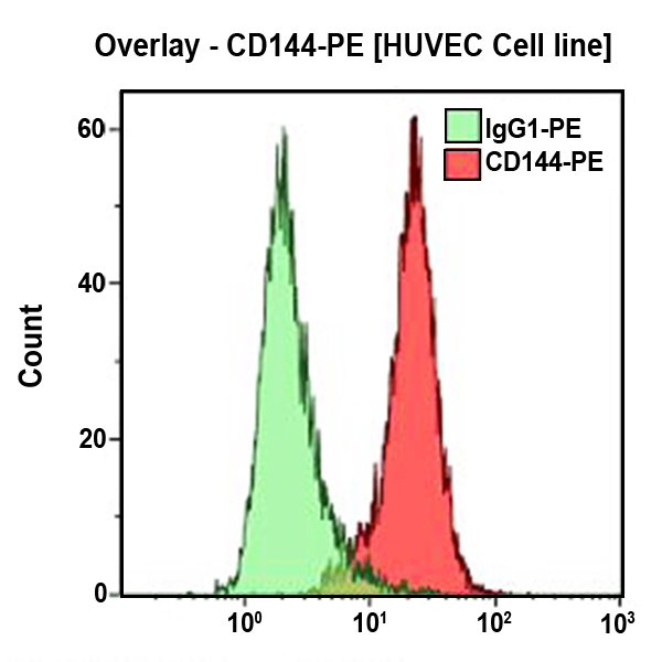 CD144 (VE-Cadherin)